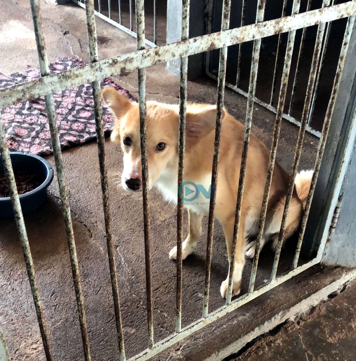 Zoonozes de Picos é exemplo para Teresina em castrações para controle populacional de animais de rua